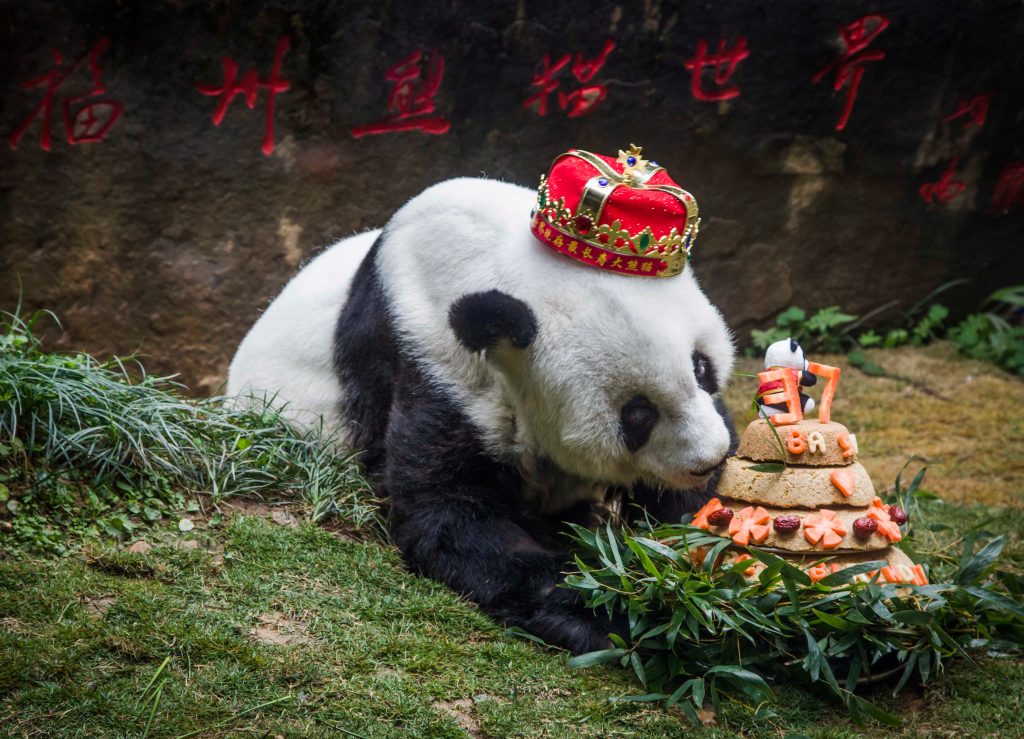 Worlds Oldest Giant Panda In Captivity Celebrates Her 37th Birthday First News Live 3522