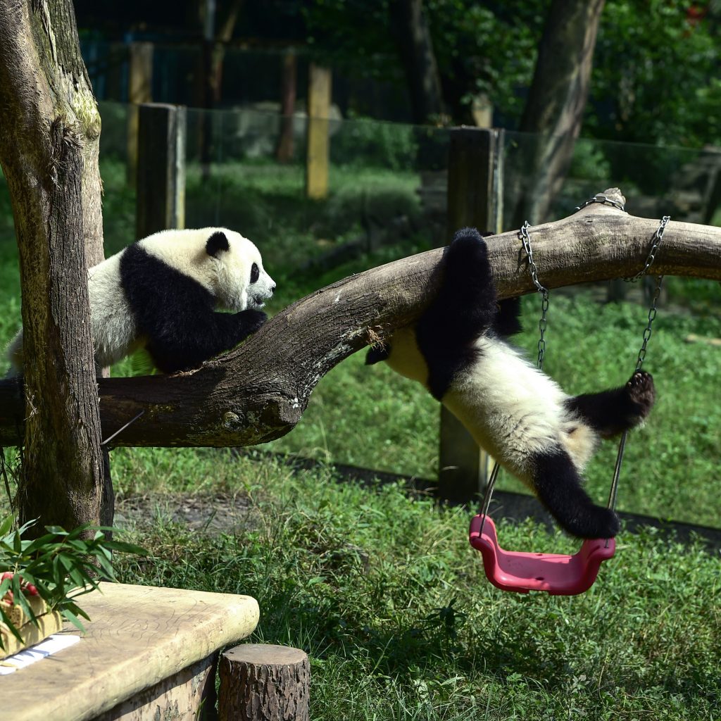 Twin Giant Pandas Celebrate 1st Birthday In Chongqing First News Live