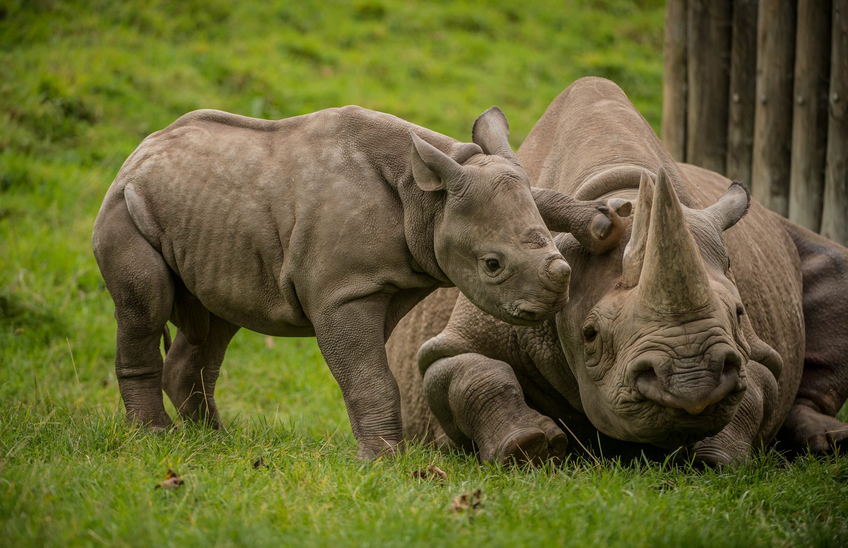 This Baby Rhino Pestering Its Mum Is All You Need To See This World 