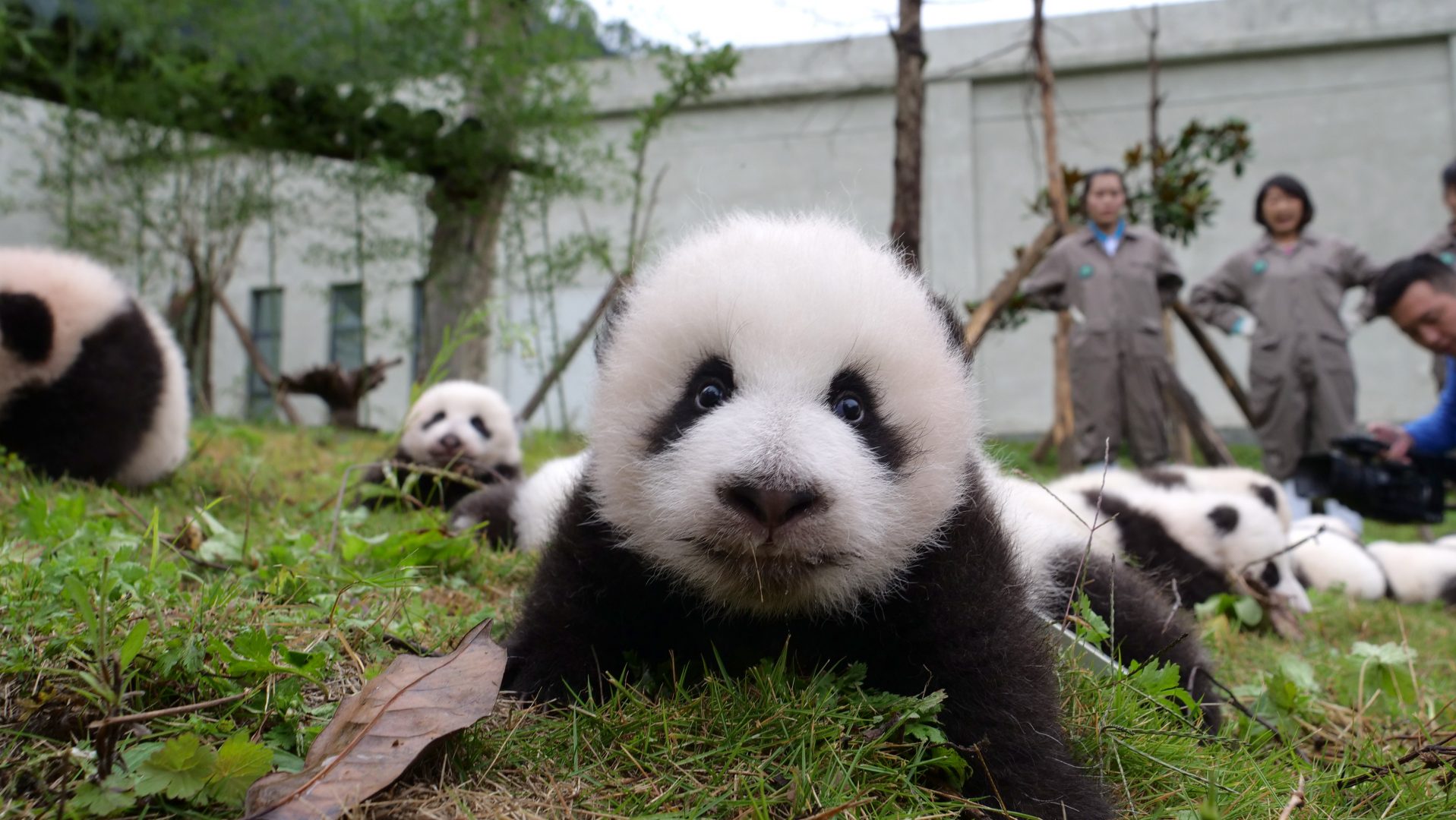 Панда сколько детенышей. Резерваты большой панды Сычуань. Центр большой панды в Чэнду. Заповедник панд в Чэнду. Чэнду Китай панды.