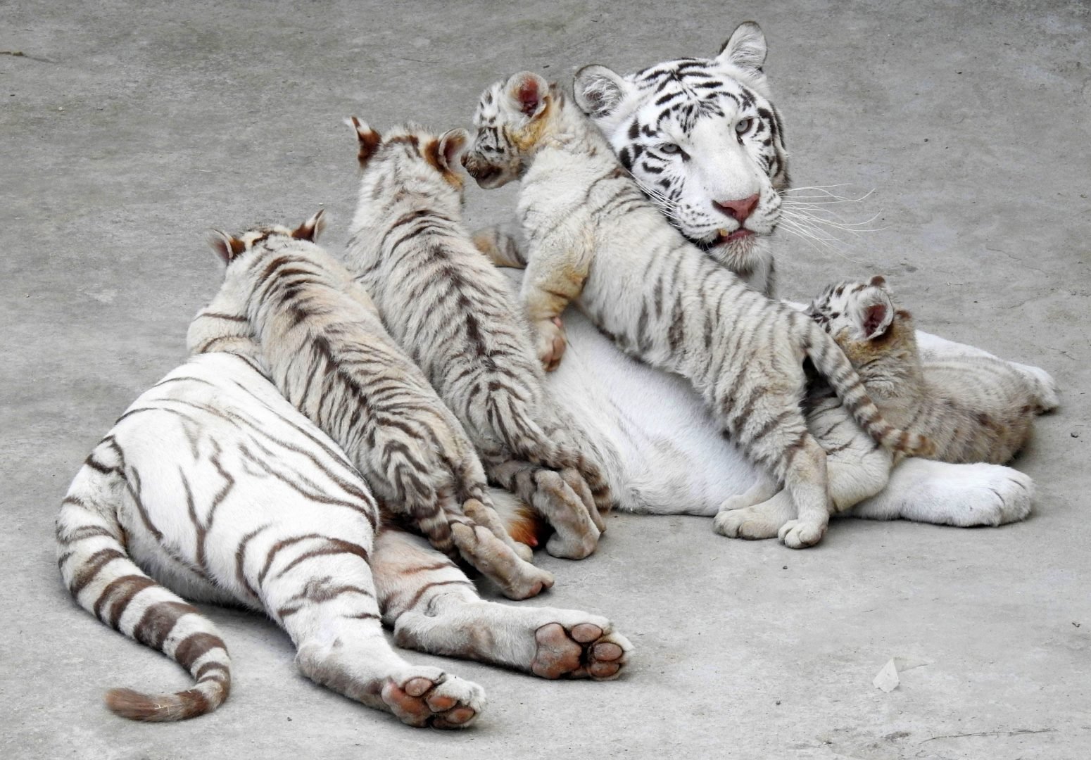 Бенгальские тигры пенза. Бенгальский тигр детеныш. Белый бенгальский тигр. Тигрица. Стая тигров.
