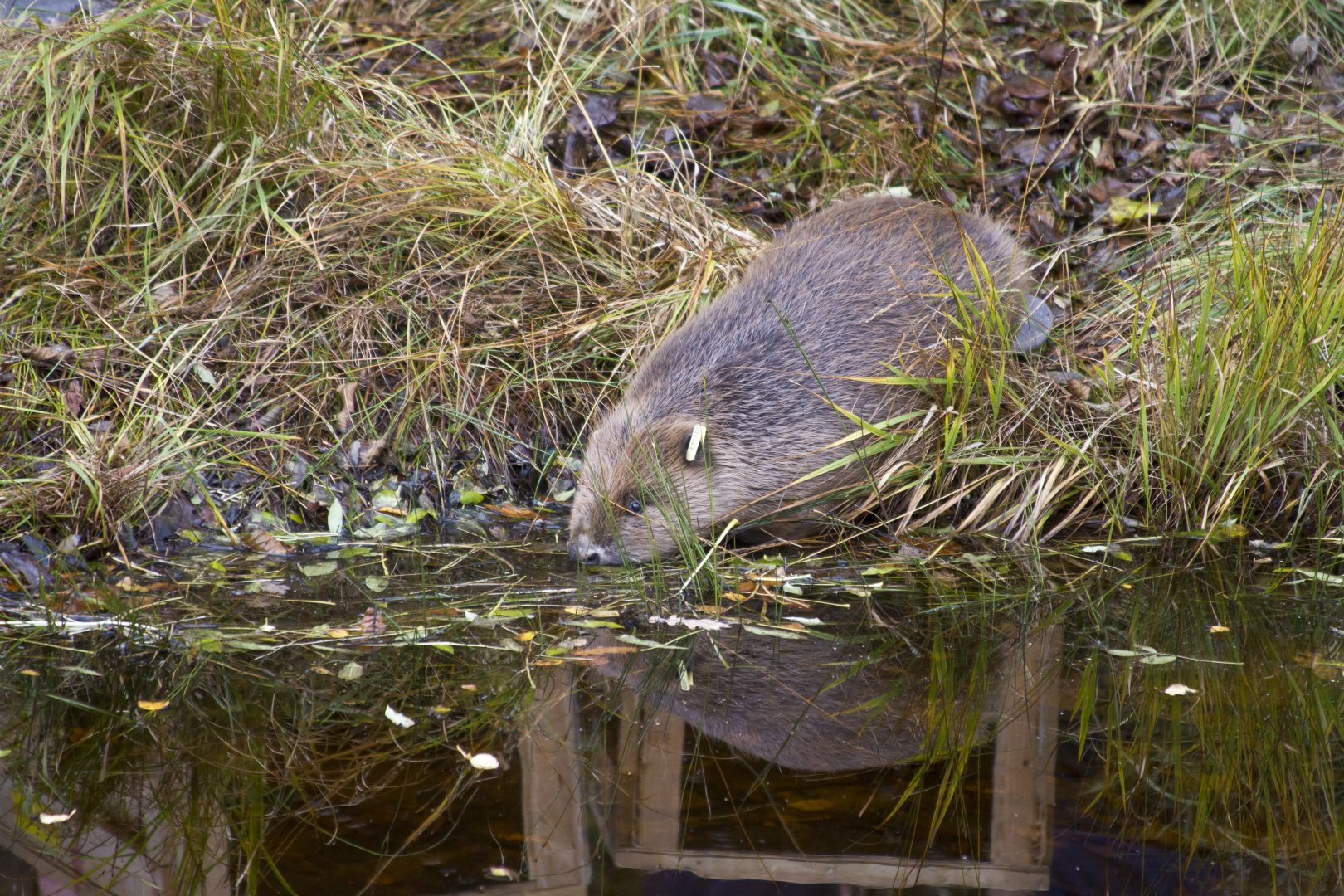Watch Beavers Released Into Knapdale Forest First News Live