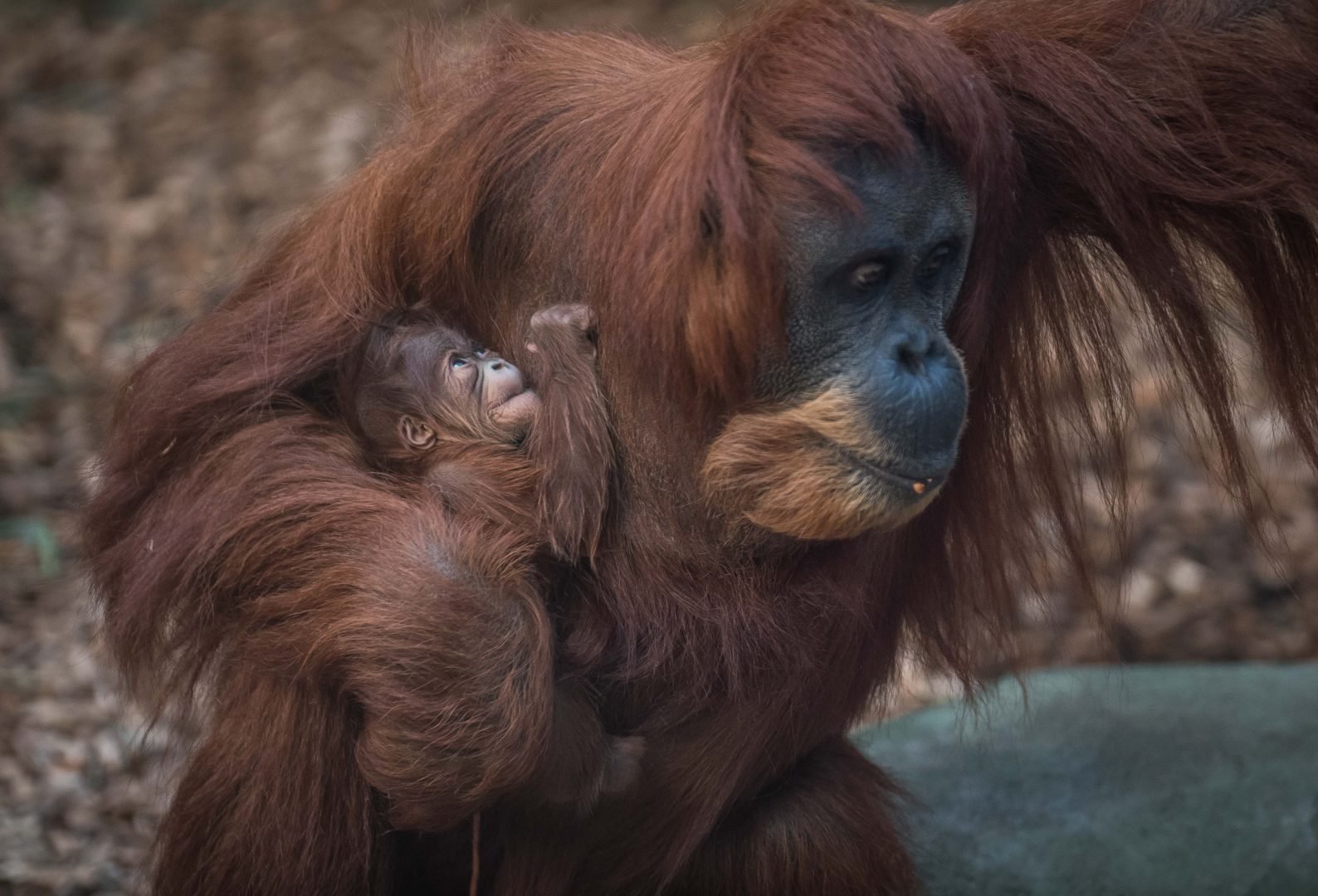 News Baby Orangutan at Chester Zoo | First News Live!