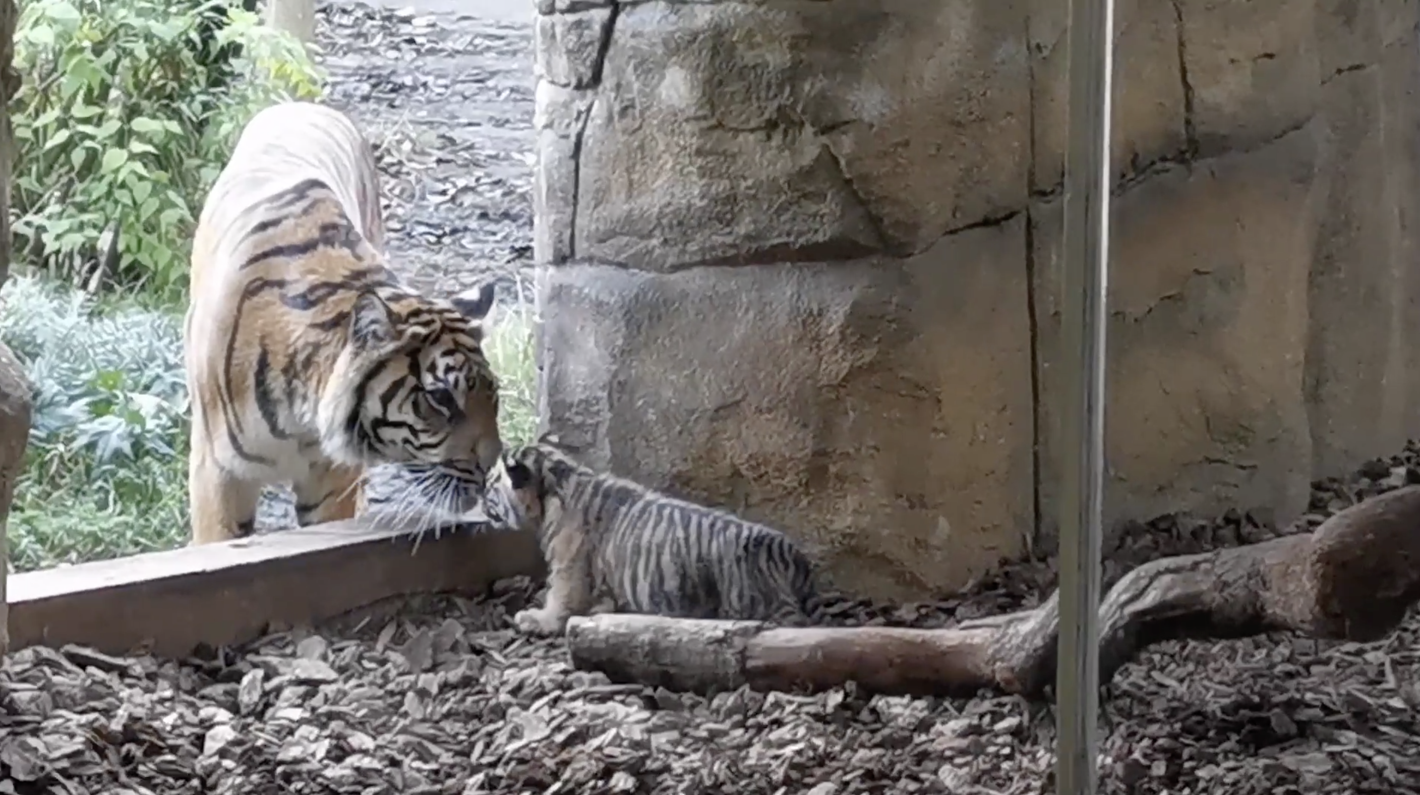 This month-old Sumatran tiger cub is taking its first wobbly steps outside!  - First News Live!