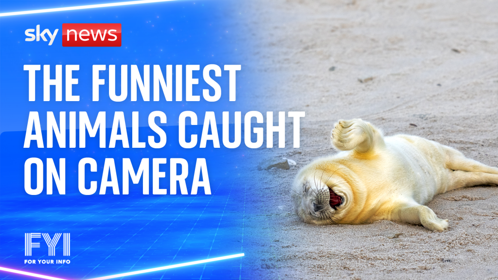 OMG! The funniest animals caught on camera (00:29) - First News Live!